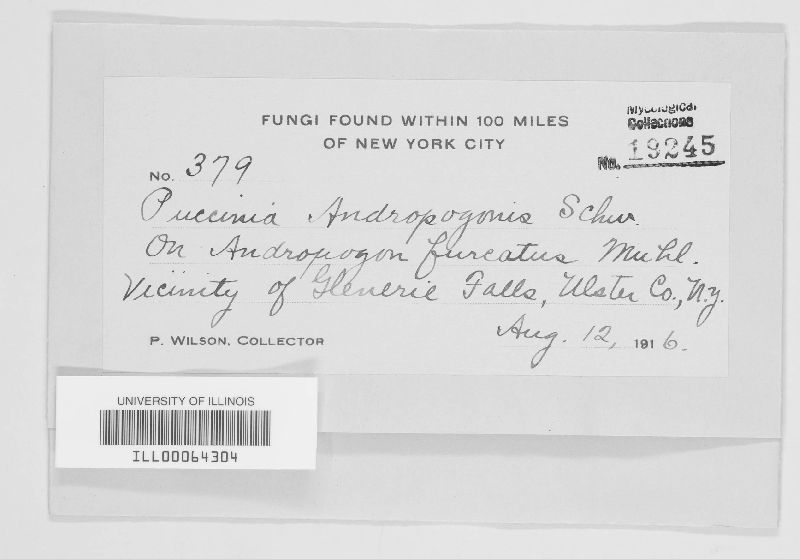 Puccinia calcitrapae image