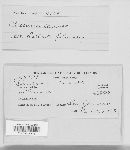 Puccinia cannae image