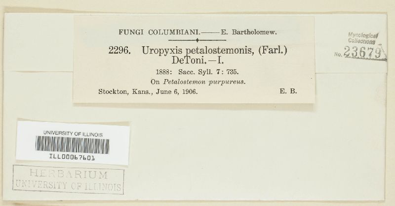 Uropyxis petalostemonis image