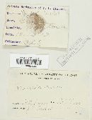 Ypsilospora tucumanensis image