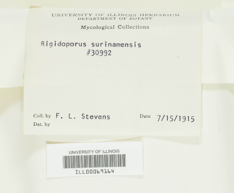 Rigidoporus lineatus image