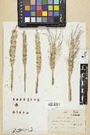 Tilletia laevis image