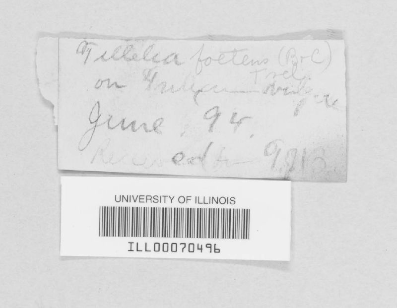 Tilletia laevis image