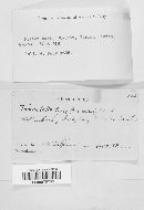 Tomentella ferruginea image