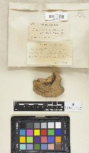 Trametes suaveolens image