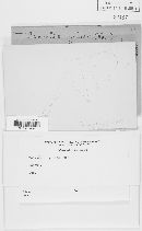 Thanatephorus cucumeris image