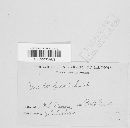 Pucciniastrum epilobii image