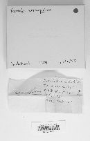 Russula xerampelina image