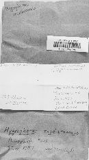 Hygrophorus roseobrunneus image