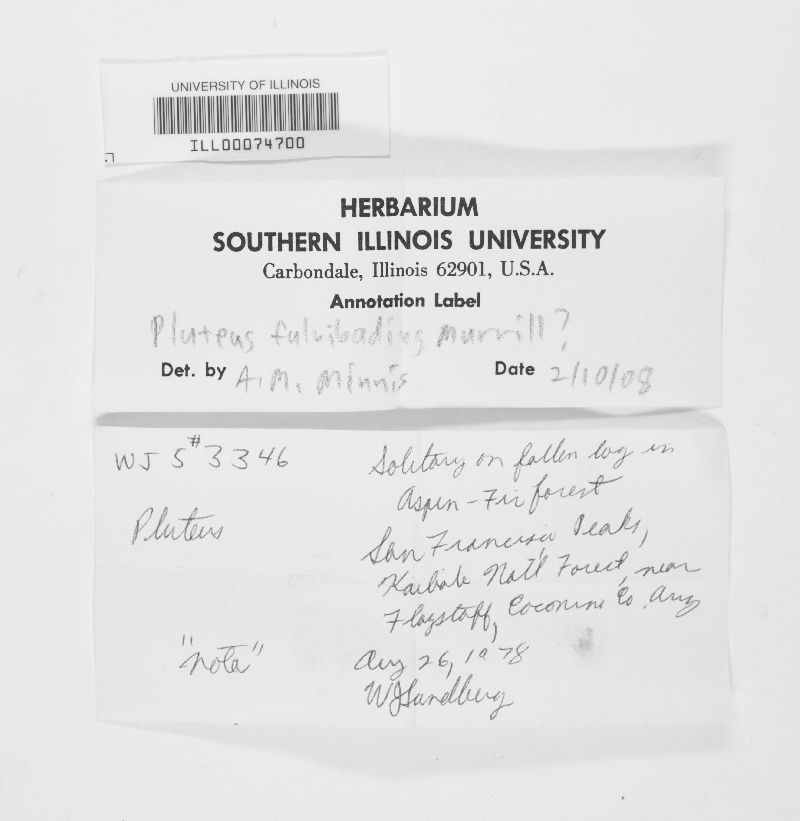 Pluteus fulvobadius image