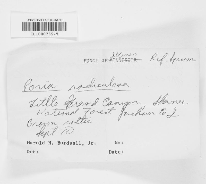 Fibroporia radiculosa image