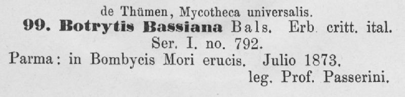 Beauveria bassiana image