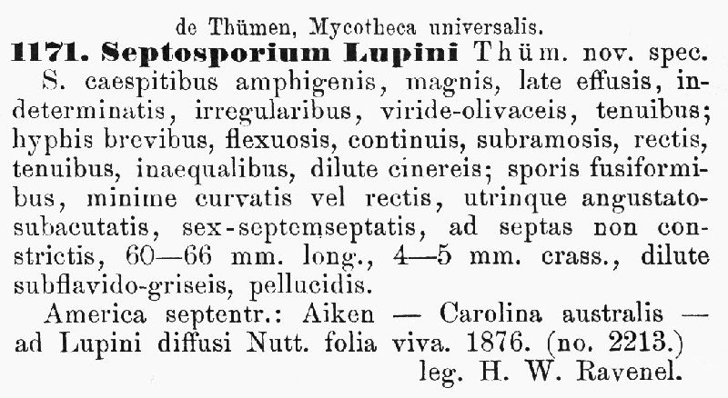 Septosporium lupini image