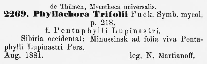 Cymadothea trifolii image