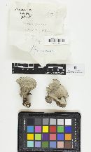 Mycorrhaphium adustum image