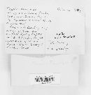 Merulius tremellosus image