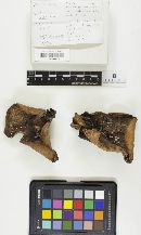 Fistulina hepatica image