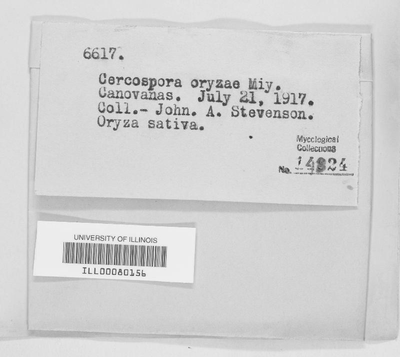 Sphaerulina oryzina image