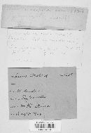 Mycosphaerella confusa image