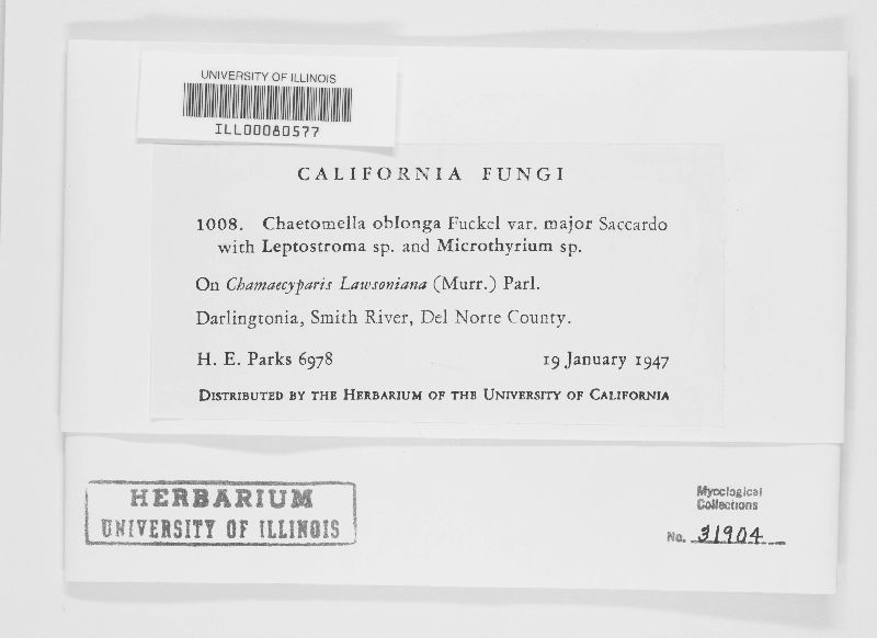 Chaetomella oblonga image