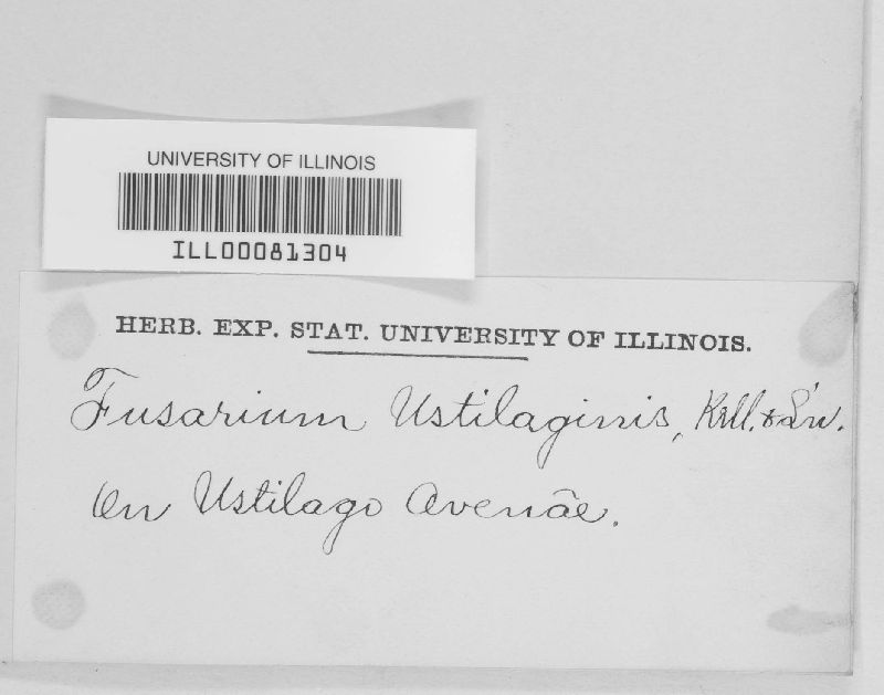 Fusarium ustilaginis image
