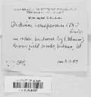 Botryobasidium conspersum image