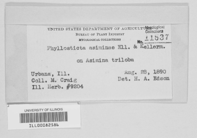 Phyllosticta asiminae image