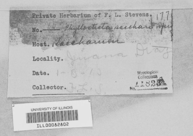 Phyllosticta saccharina image