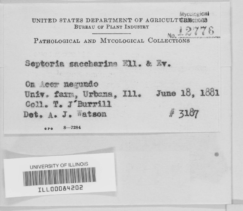 Septoria saccharina image