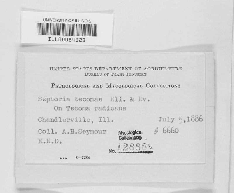 Septoria tecomae image