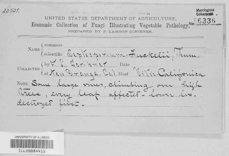 Septosporium fuckelii image