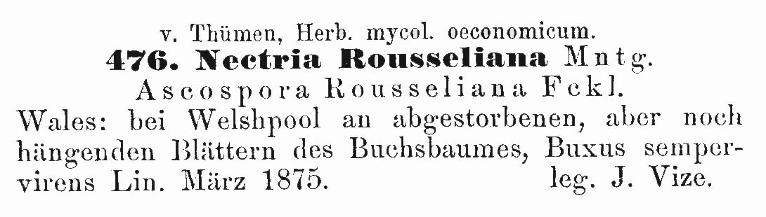 Nectria rousseliana image