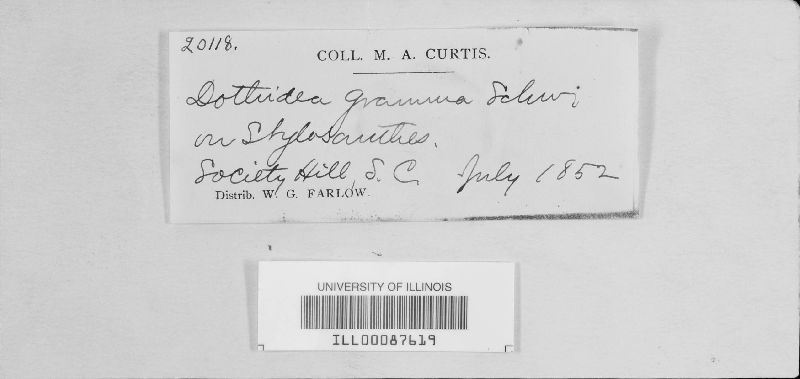 Dothidea gramma image