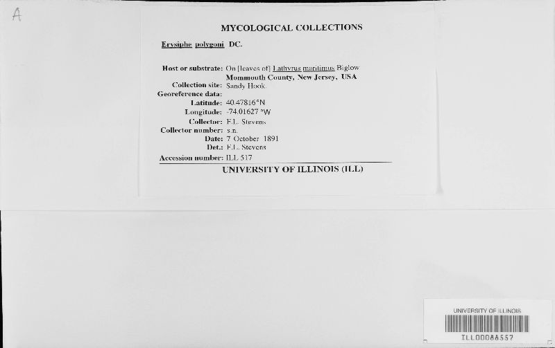 Erysiphe polygoni image