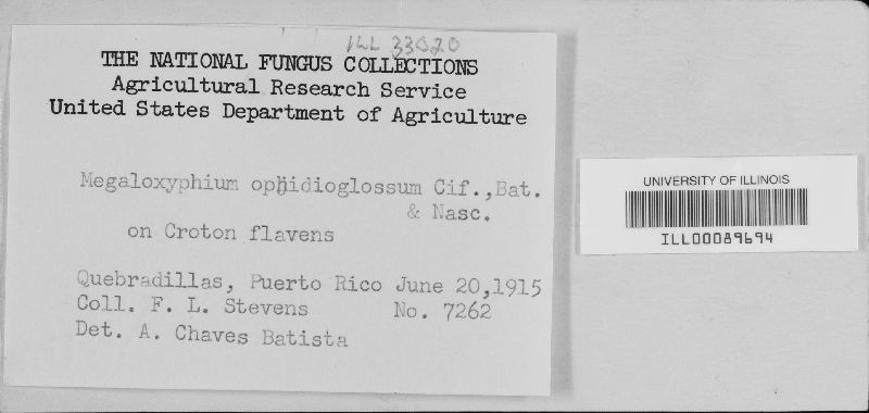 Leptoxyphium ophidioglossum image