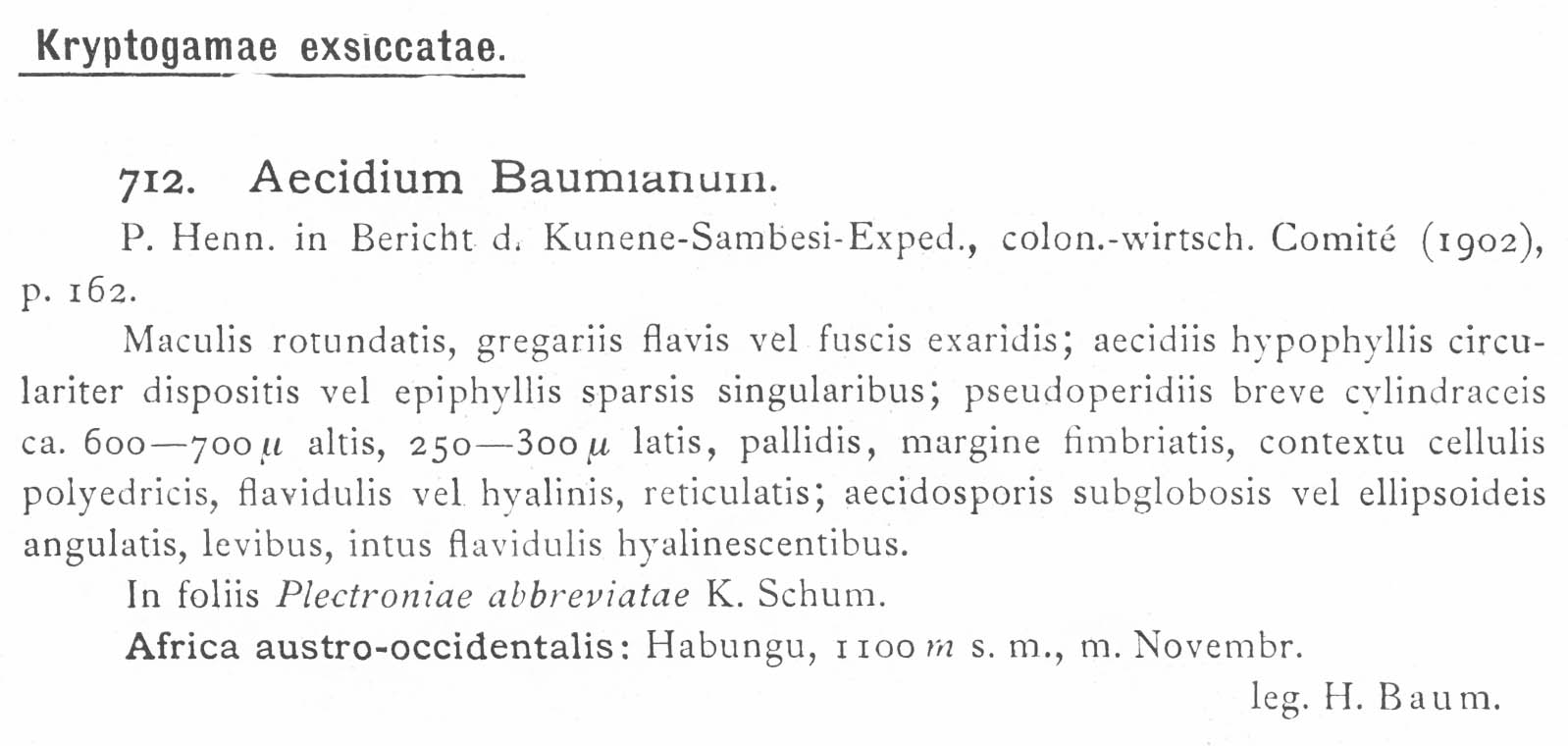 Aecidium baumianum image