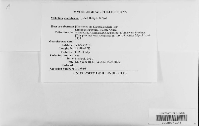 Meliolina cladotricha image