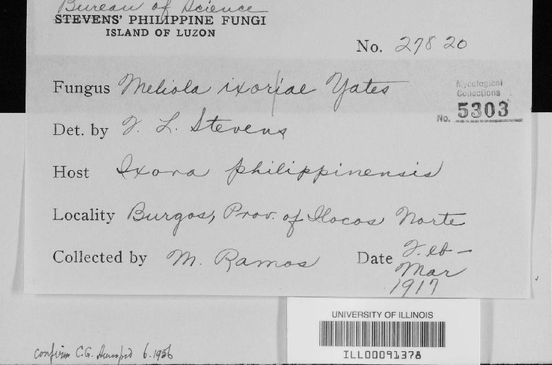 Meliola ixorae image