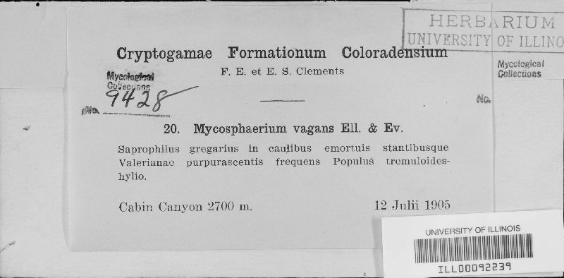 Mycosphaerella vagans image