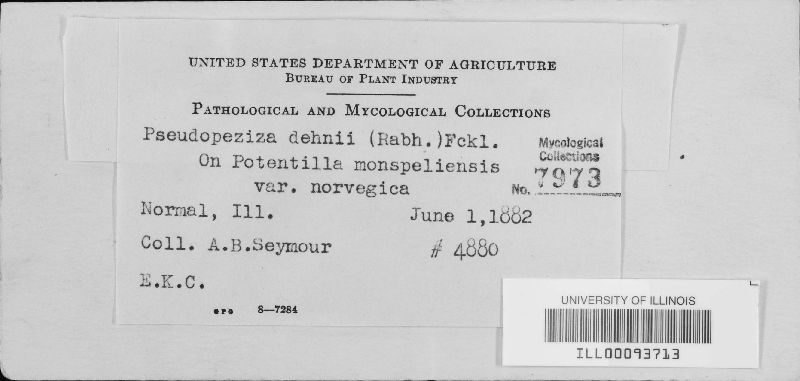 Leptotrochila dehnii image