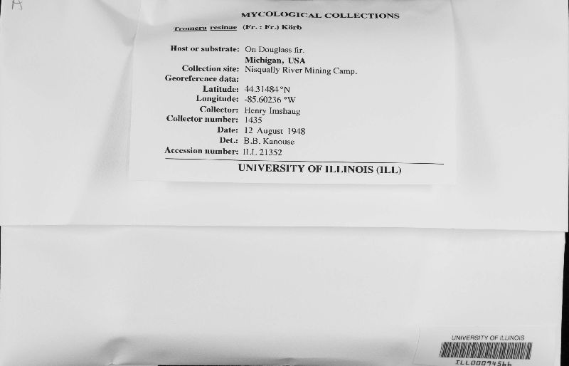 Tromera resinae image