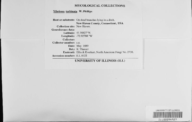 Vibrissea turbinata image