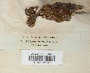 Trichaptum abietinum image