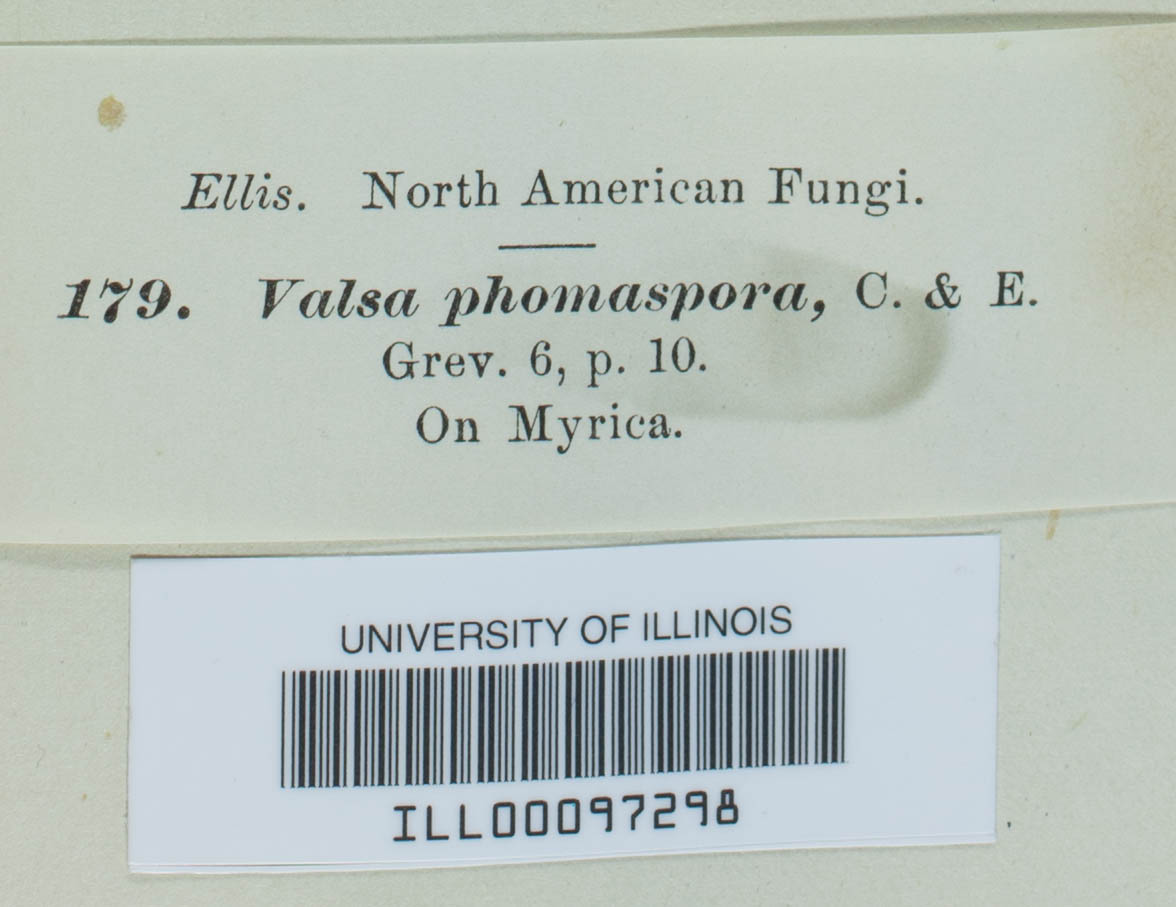 Valsa phomospora image