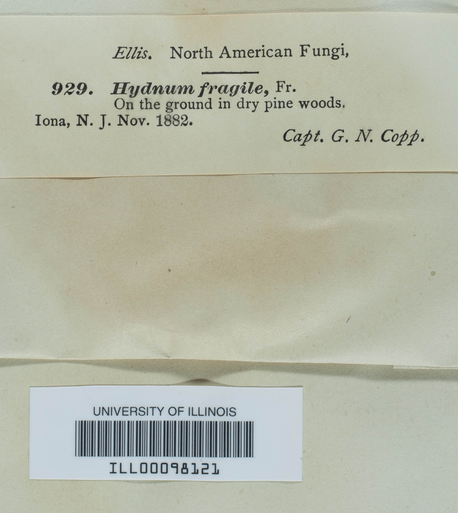 Dentipellis fragilis image