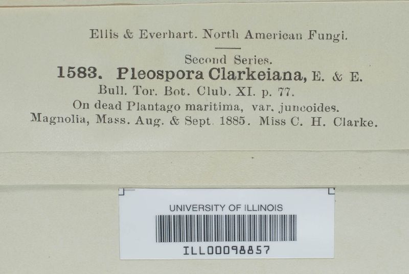 Pleospora clarkeana image