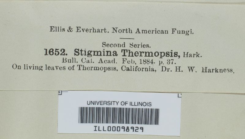 Stigmina thermopsidis image