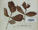 Taphrina purpurascens image