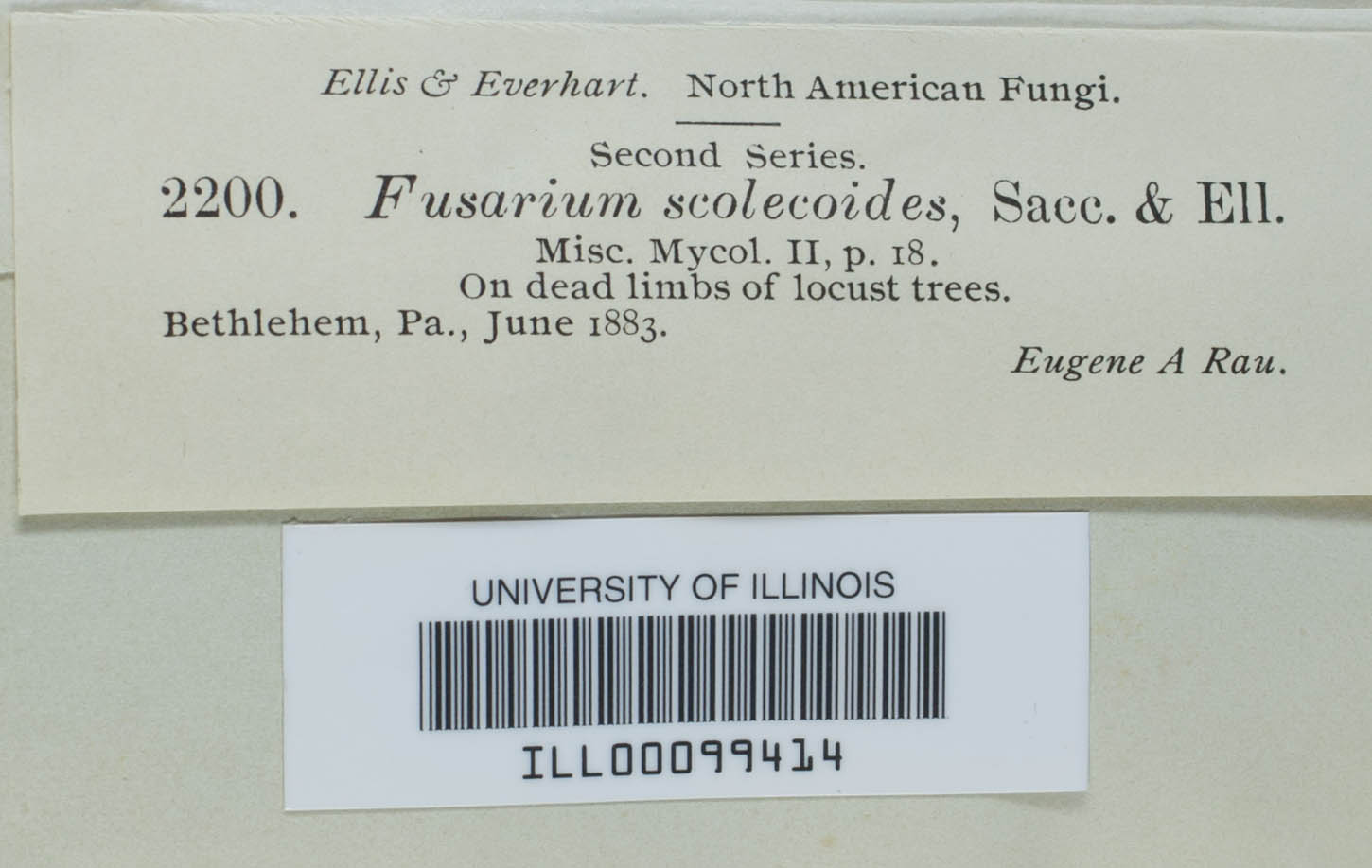 Fusarium scolecoides image