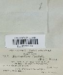 Exobasidium vaccinii image